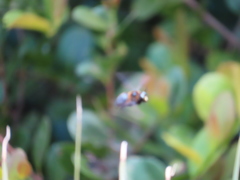 Xylocopa virginica krombeini