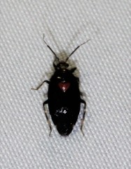 Deraeocoris sayi