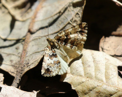 Enchoria lacteata