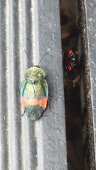 Eucorydia dasytoides