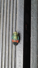 Eucorydia dasytoides