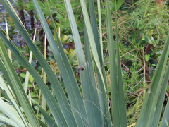 Xylocopa virginica krombeini