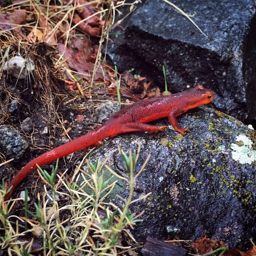 iNaturalist observation photo of Sierra Newt