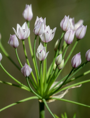 Allium praecox