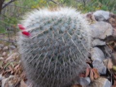 Mammillaria dixanthocentron