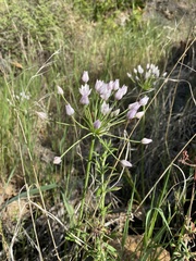 Allium praecox