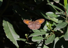 Kirinia roxelana