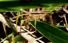 Hogna bivittata