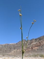 Juncus cooperi