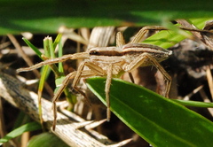 Hogna bivittata