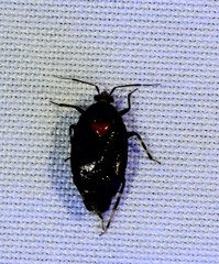 Deraeocoris sayi