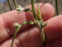 Juncus cooperi