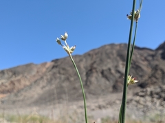 Juncus cooperi