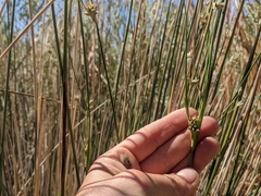 Juncus cooperi