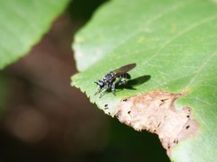 Laphria canis