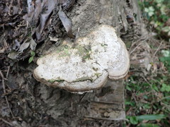 Trametes orientalis