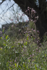 Apocynum lancifolium
