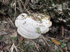 Trametes orientalis