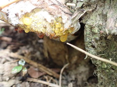 Trametes orientalis