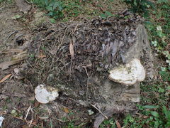Trametes orientalis