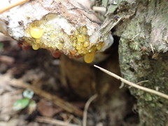 Trametes orientalis