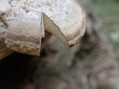 Trametes orientalis
