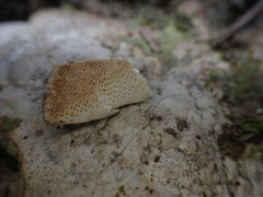 Trametes orientalis