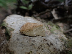 Trametes orientalis