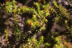 Cullumia setosa microcephala