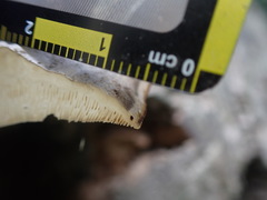 Trametes orientalis