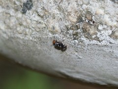 Cerastipsocus trifasciatus