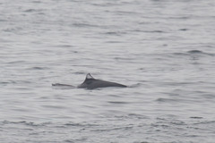Phocoenoides dalli