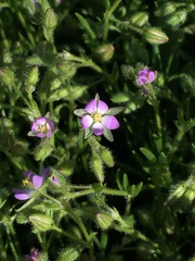 Spergularia bocconei