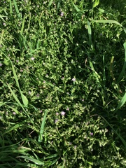 Spergularia bocconei