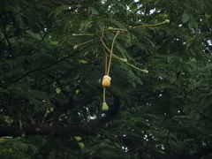 Parkia speciosa
