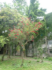Erythrina corallodendron