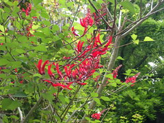 Erythrina corallodendron