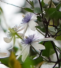 Clematis akoensis