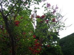 Erythrina corallodendron