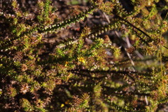 Cullumia setosa microcephala
