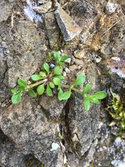 Polycarpon tetraphyllum tetraphyllum