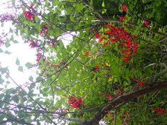 Erythrina corallodendron