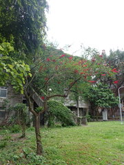 Erythrina corallodendron