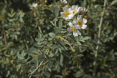 Rosa beggeriana