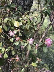 Rhododendron breviperulatum