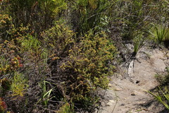 Cullumia setosa microcephala