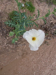Argemone albiflora texana