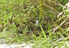 Arremon atricapillus