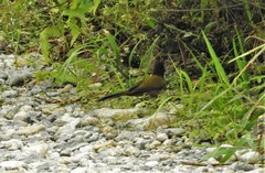 Arremon atricapillus