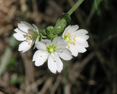 Cerastium maximum